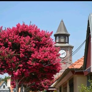 Meet your Posher, Suzi